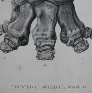 'Dinoceras Mirabile' 1884