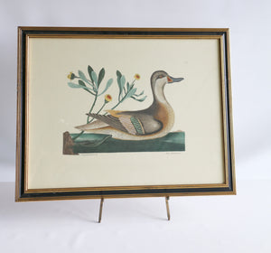 Vintage Bird Print