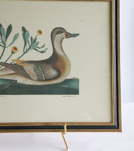 Vintage Bird Print