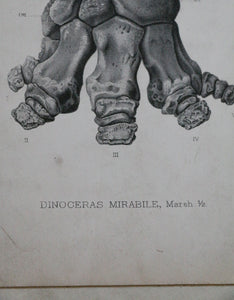 'Dinoceras Mirabile' 1884