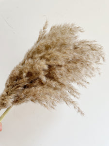 Set of Three Super Fluffy Pampas Grass Stems