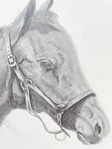 Original Horse Drawing