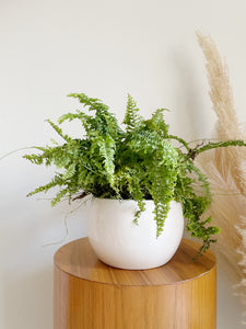 Round Ceramic Planter