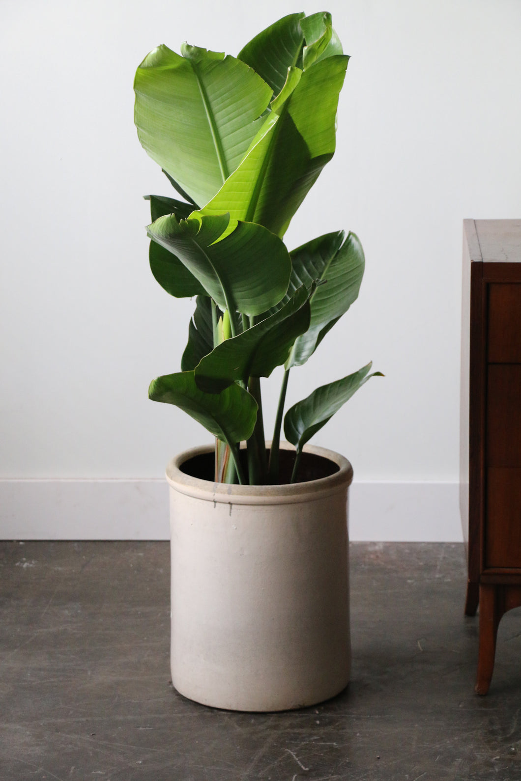 Antique Eight Gallon Crock/ Planter