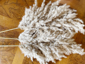 Set of Three Super Fluffy Pampas Grass Stems