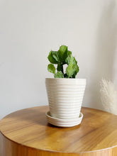 Load image into Gallery viewer, Small Ribbed White Planter
