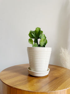 Small Ribbed White Planter