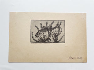 “Striped Bass” Drypoint and Etching by Benson B. Moore