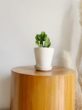 Load image into Gallery viewer, Small Ribbed White Planter
