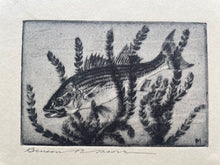 Load image into Gallery viewer, “Striped Bass” Drypoint and Etching by Benson B. Moore
