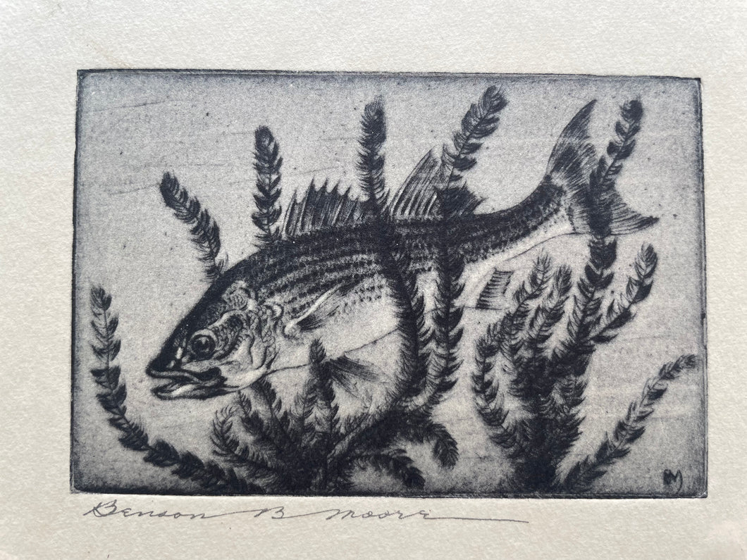 “Striped Bass” Drypoint and Etching by Benson B. Moore